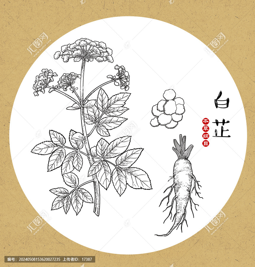白芷線稿