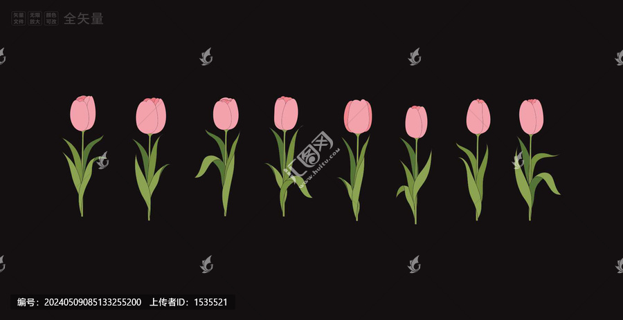 郁金香插畫