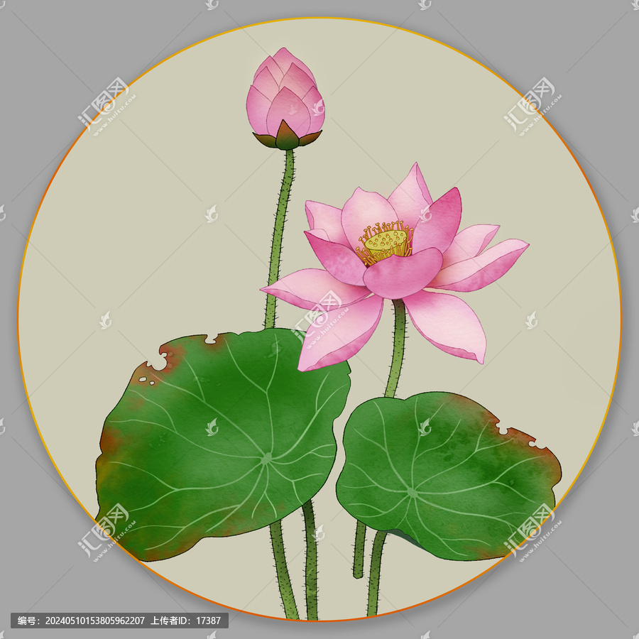 荷花插畫