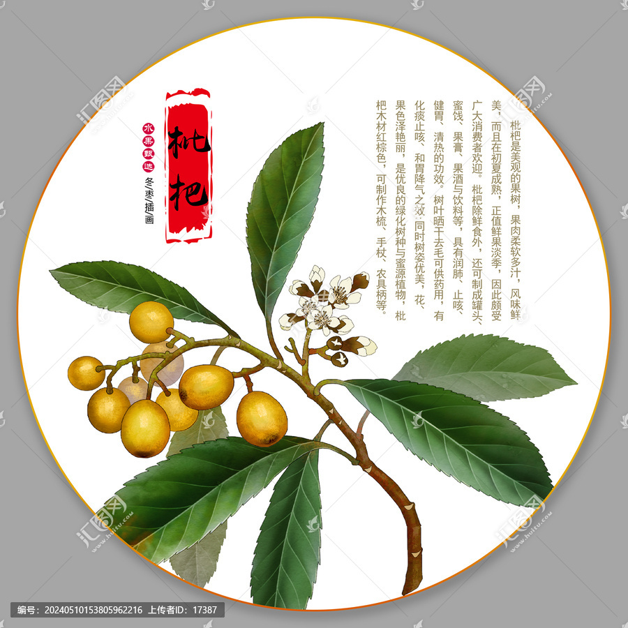 枇杷插畫