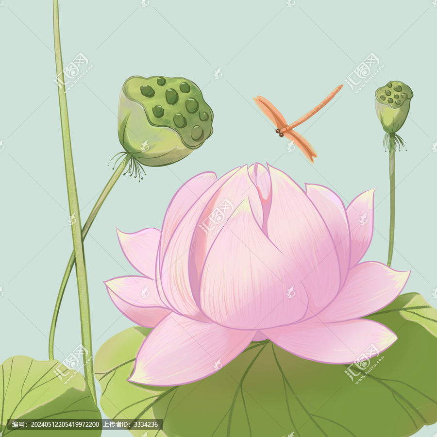 荷花