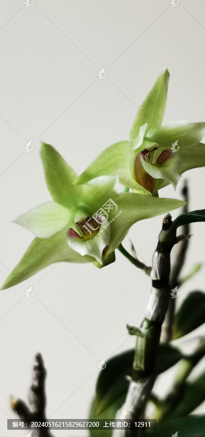 鐵皮石斛花