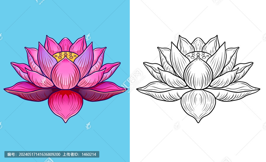 蓮花荷花手繪插畫(huà)