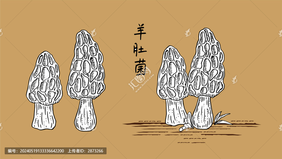 羊肚菌素材