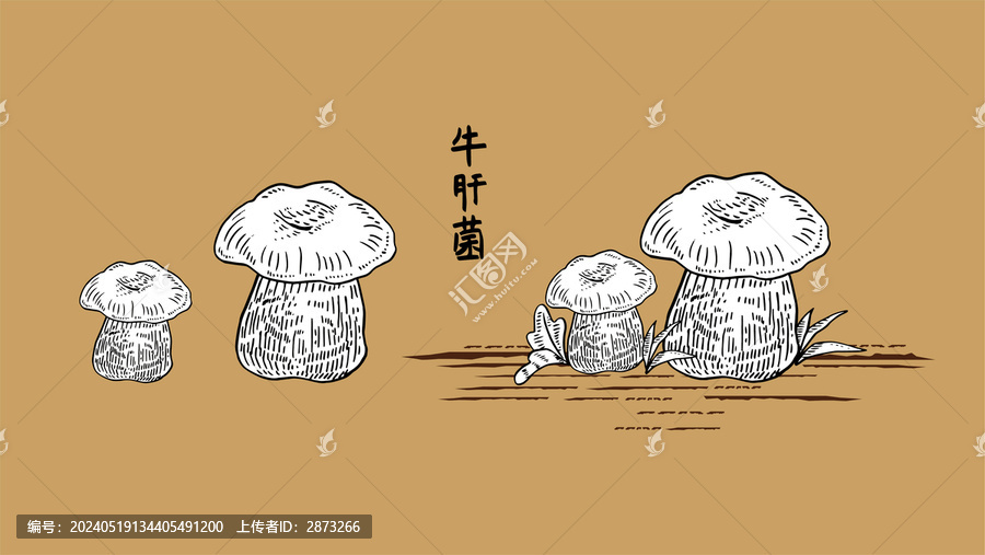 牛肝菌
