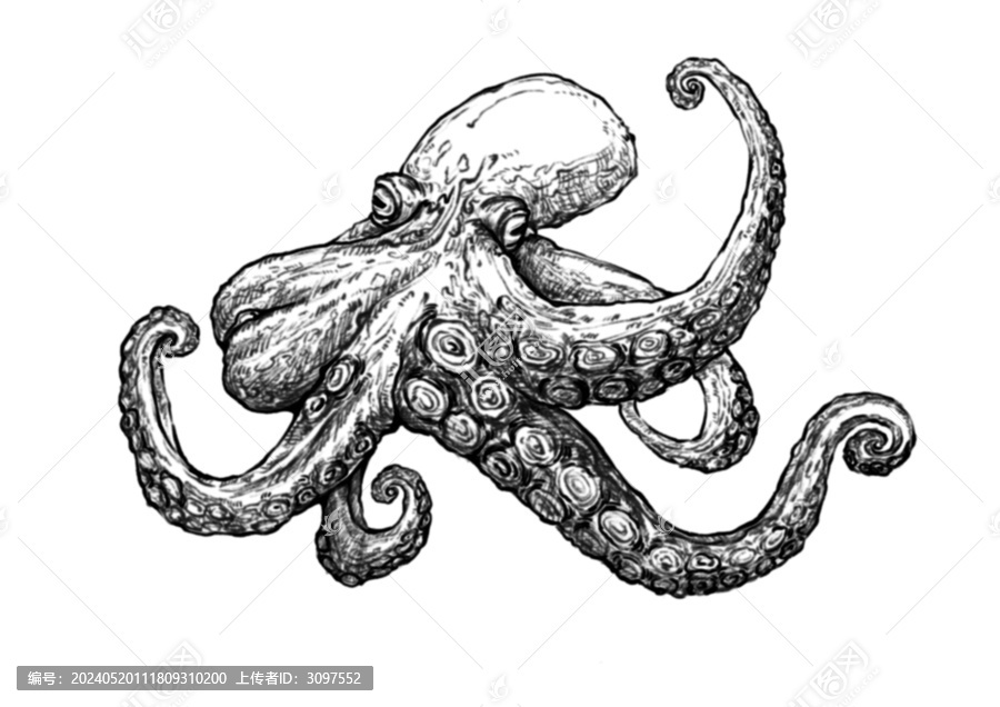 章魚(yú)