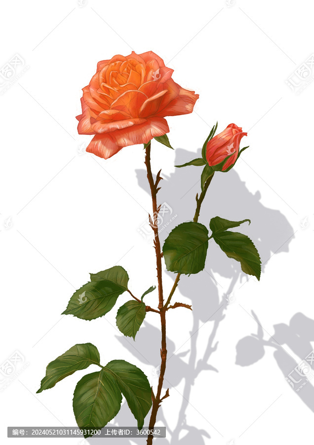 玫瑰花