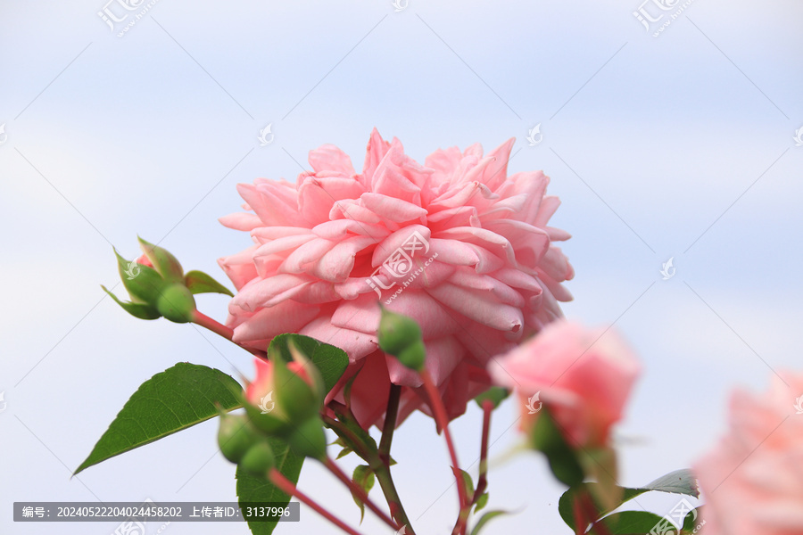 月季花盛開