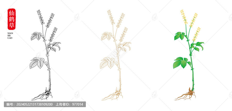 仙鶴草