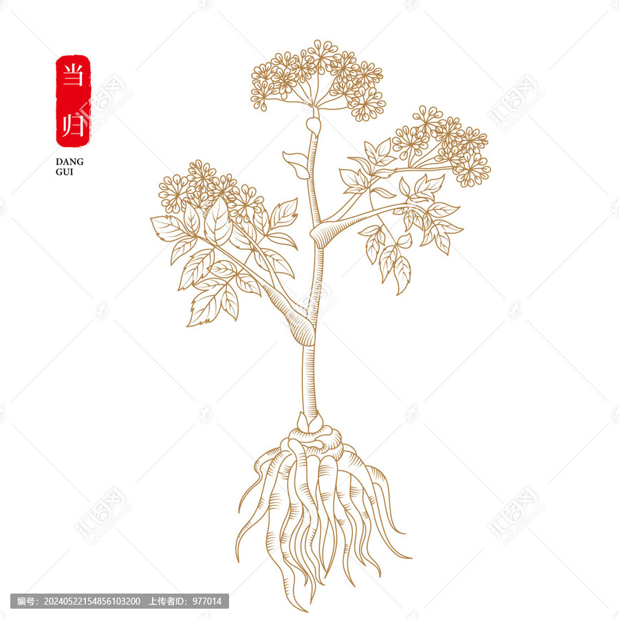 當(dāng)歸
