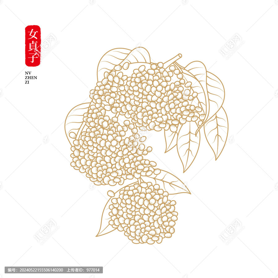 女貞子