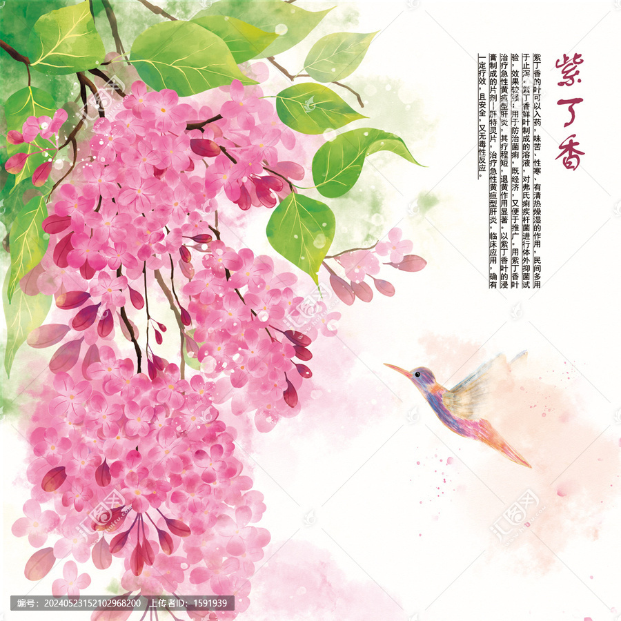 手繪水彩紫丁香