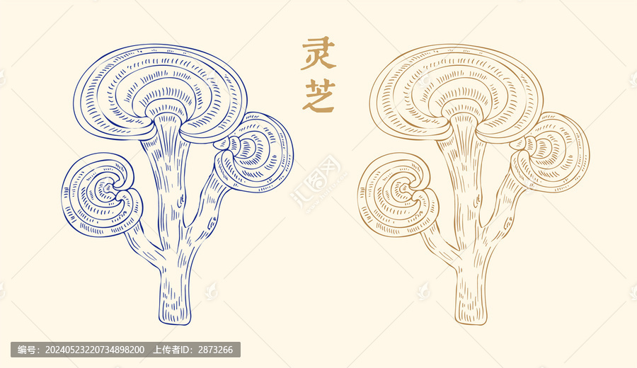 靈芝插畫