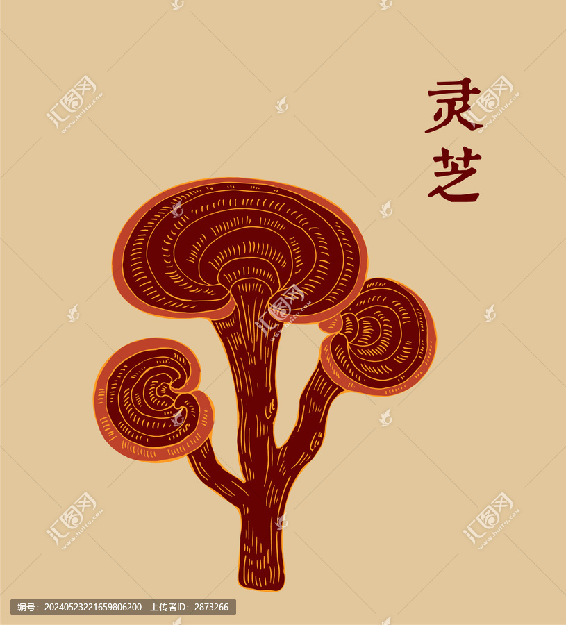 靈芝插畫(huà)