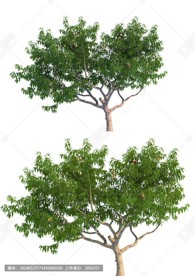 桃樹