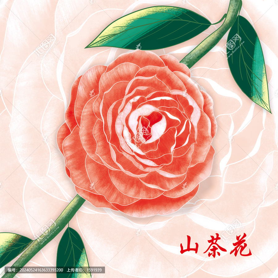手繪山茶花