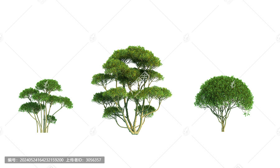 松樹
