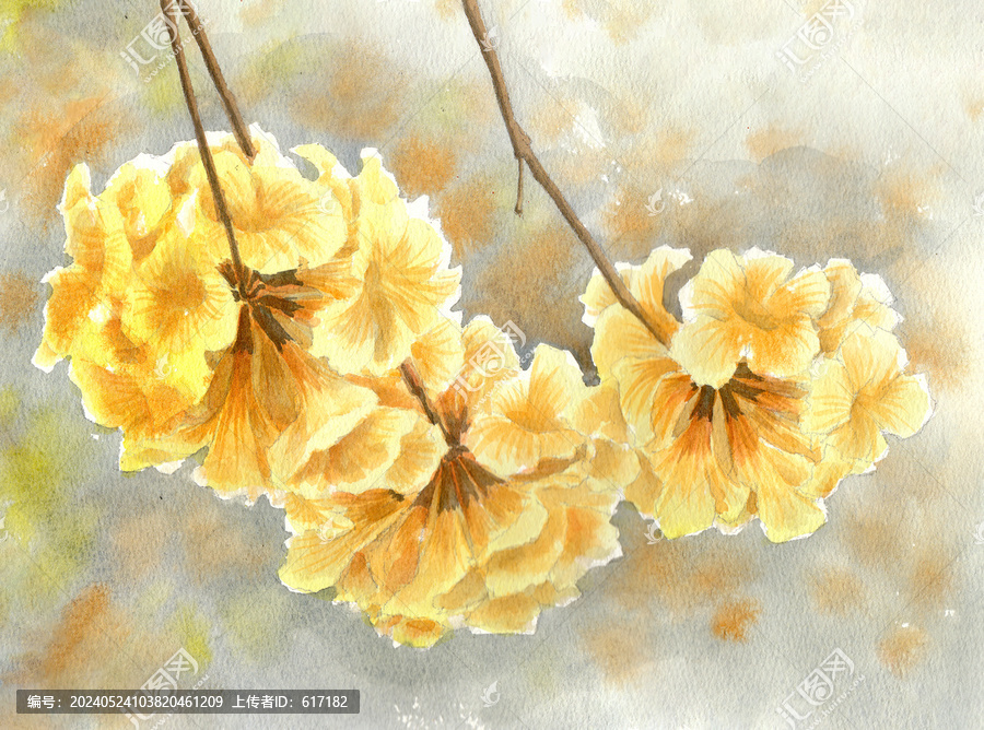 黃花風(fēng)鈴木