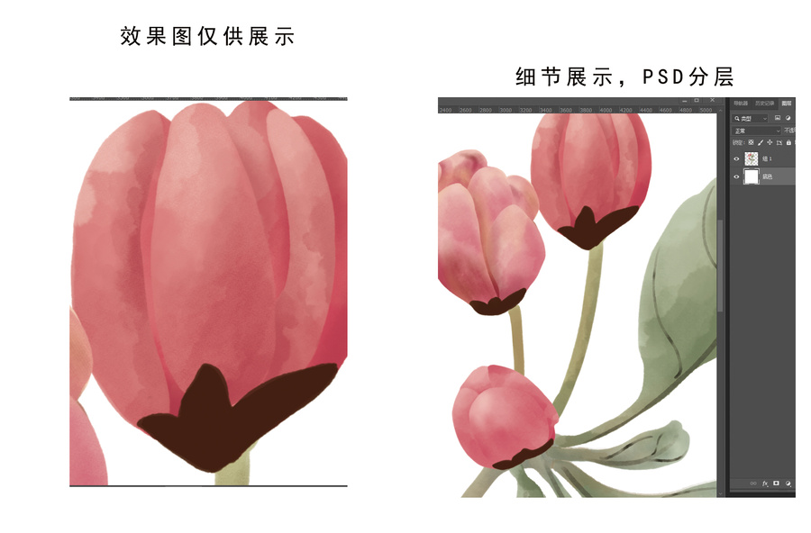 海棠花插畫