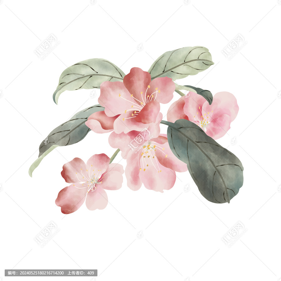 海棠插畫