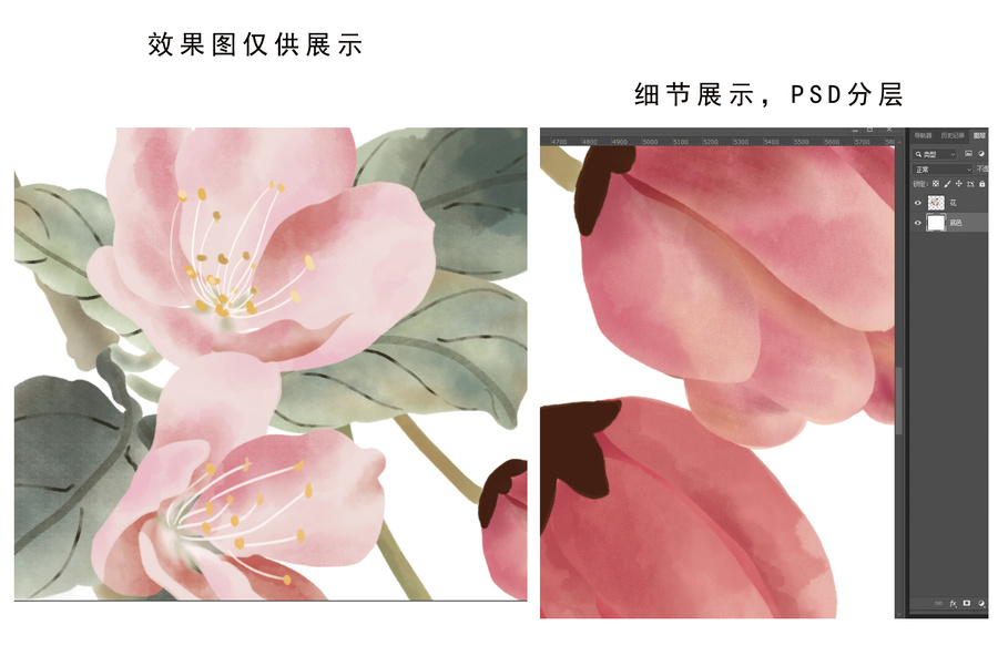 海棠插畫