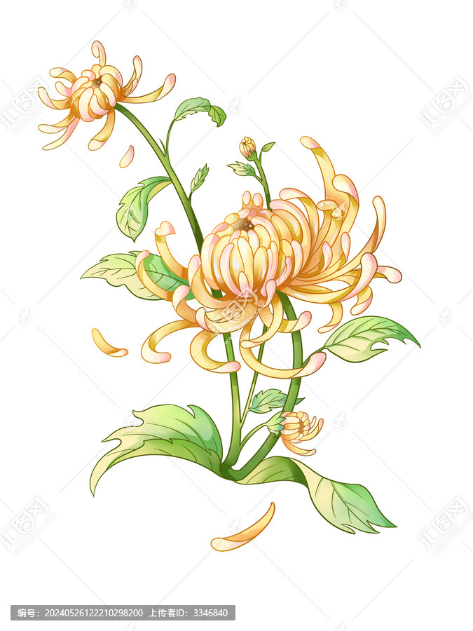 菊花插畫(huà)