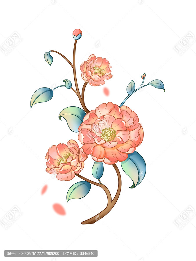 牡丹插畫