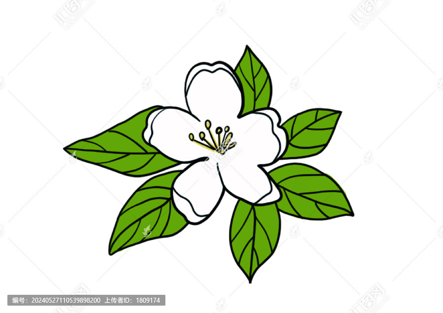 茉莉插畫