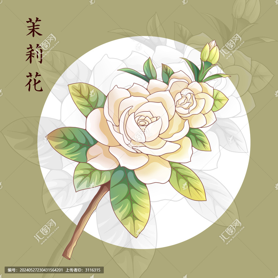 茉莉花插畫