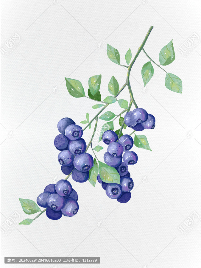 藍(lán)莓水果植物插畫風(fēng)元素