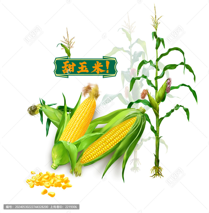 玉米插畫