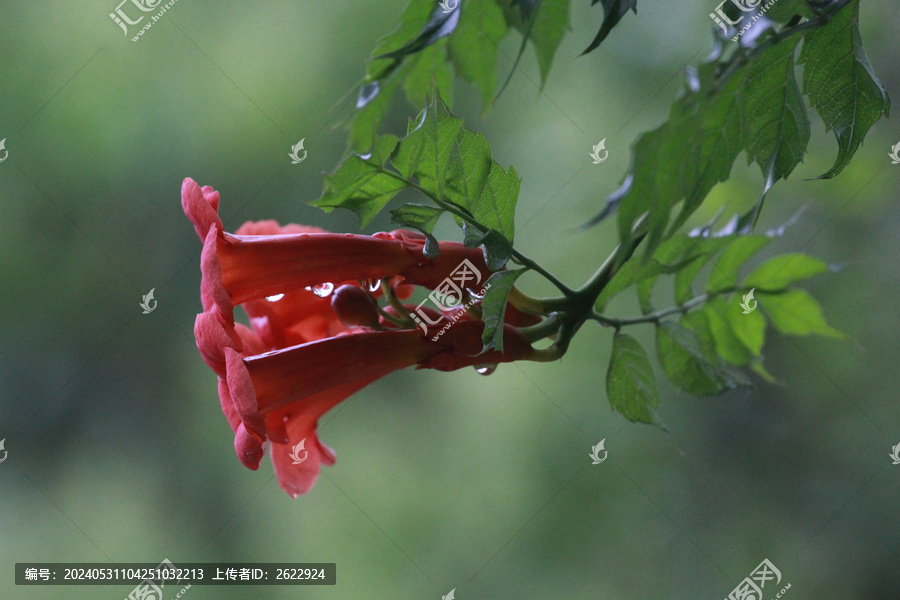 凌霄花