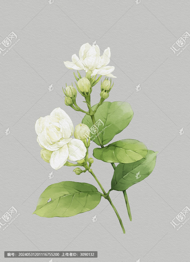 繪畫(huà)插圖茉莉花
