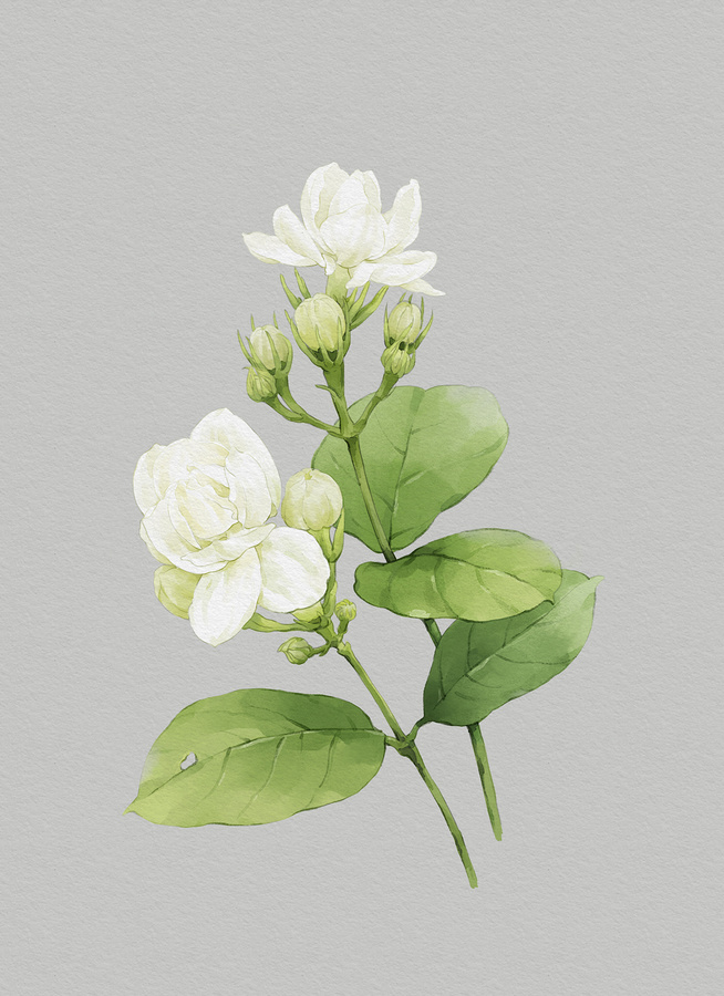 繪畫(huà)插圖茉莉花