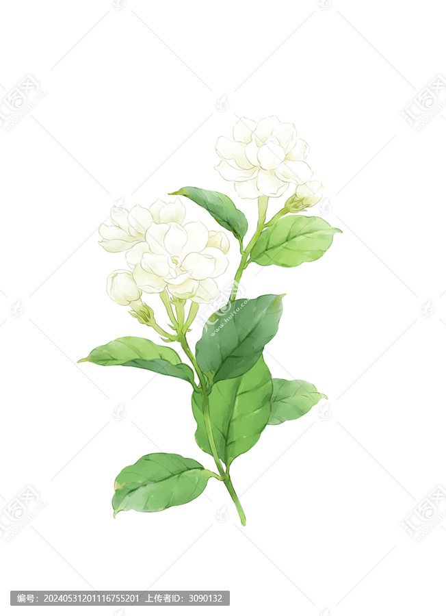 繪畫插圖茉莉花