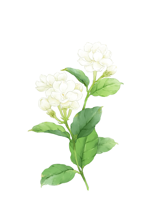 繪畫插圖茉莉花