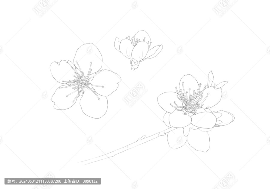 桃花線描插圖