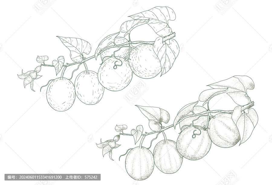 羅漢果線描插畫