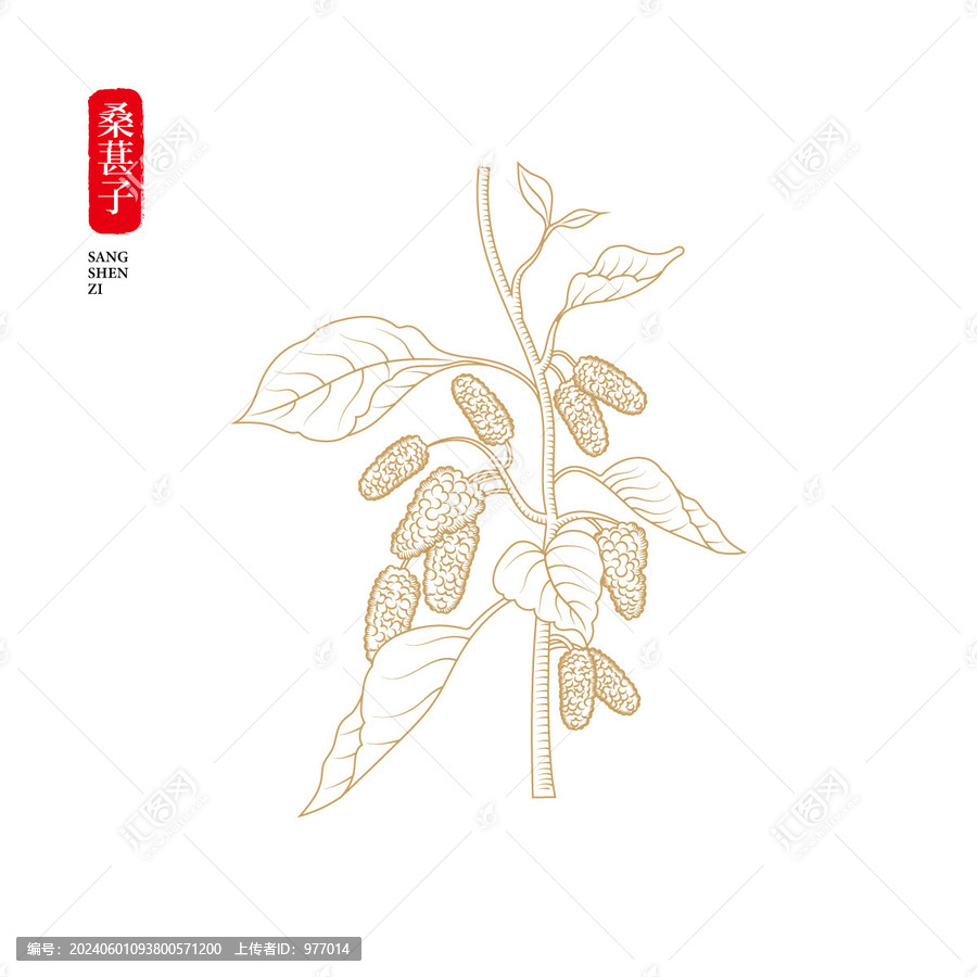桑葚