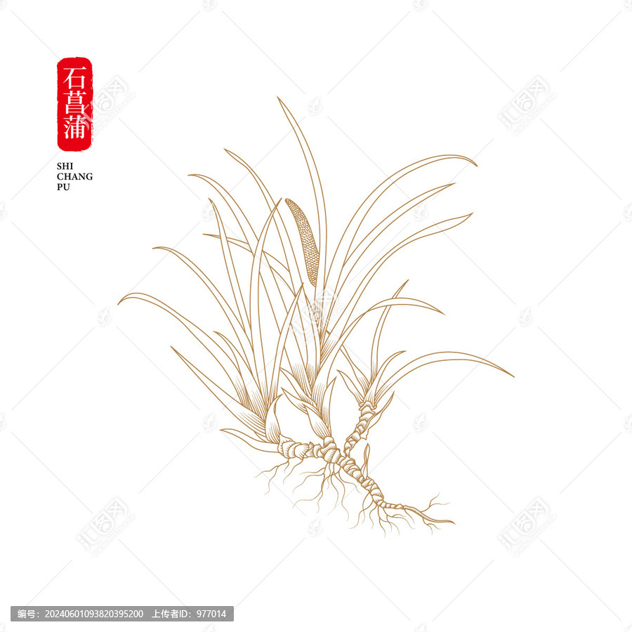 石菖蒲