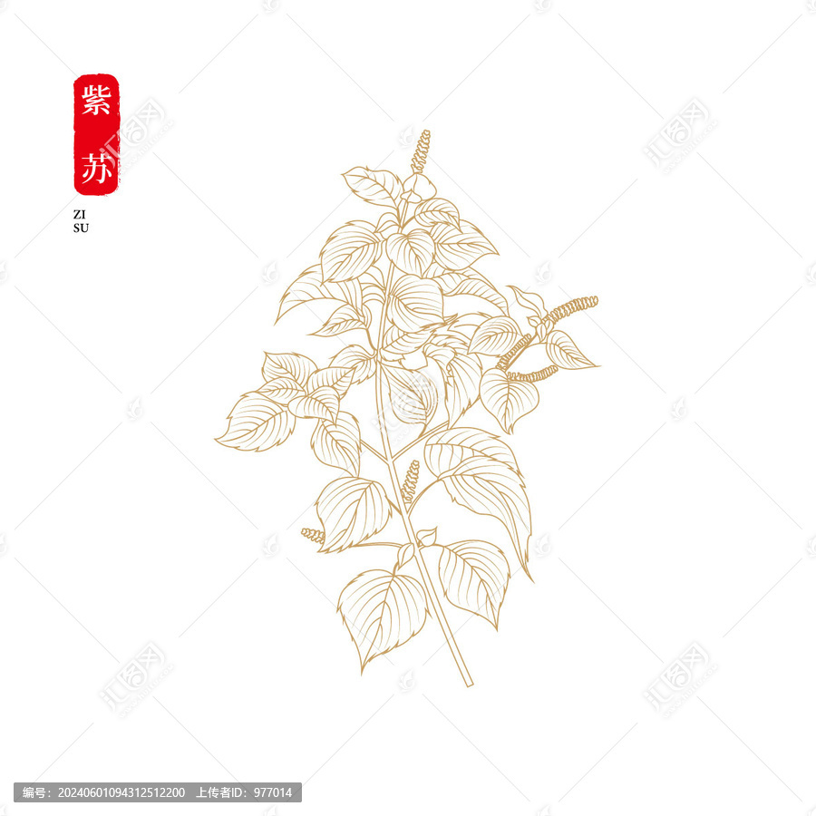 紫蘇