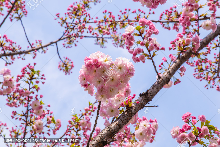 櫻花枝