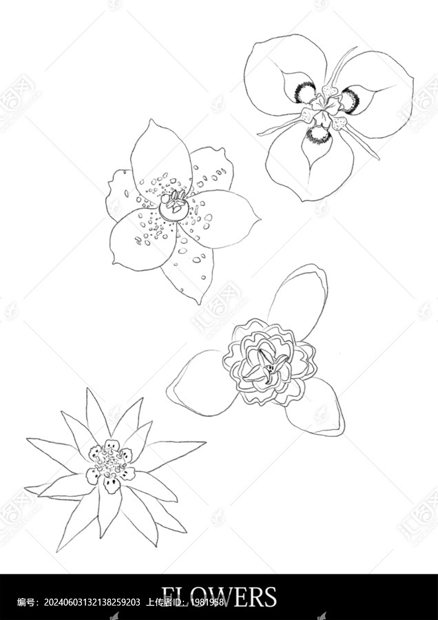 flowers線稿分層文件