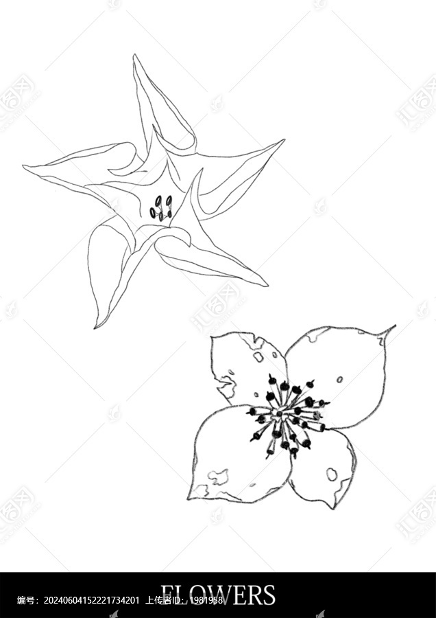 flowers熱帶花朵