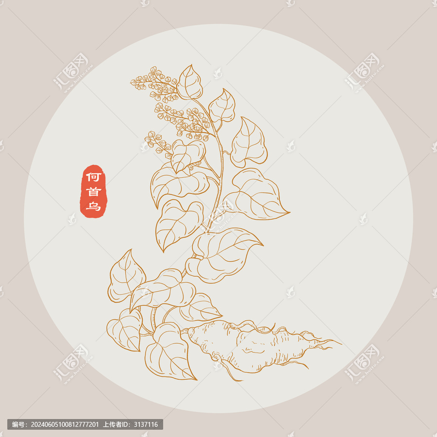 何首烏線描