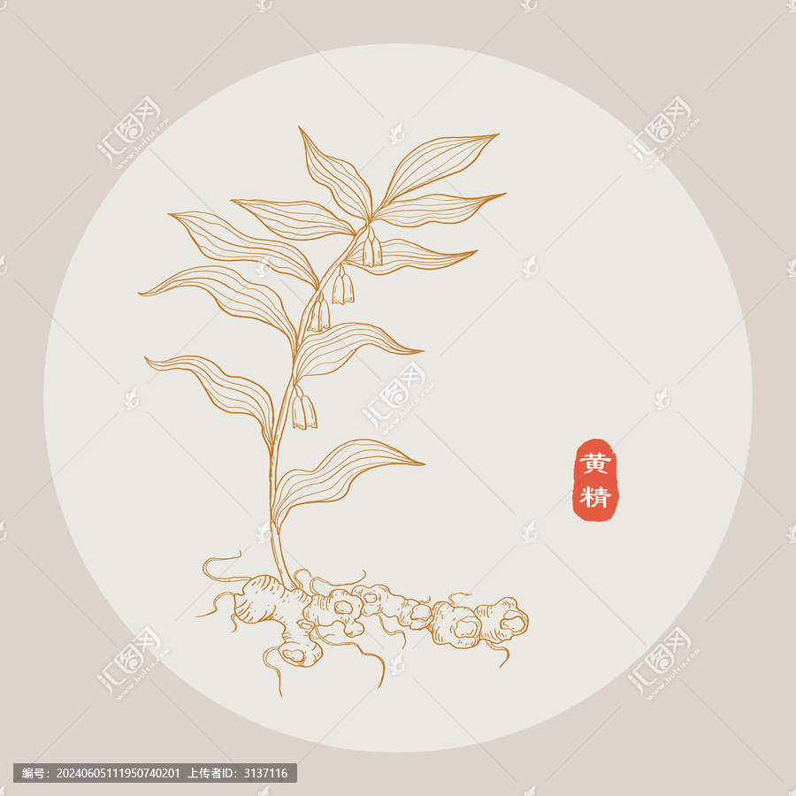 黃精線描