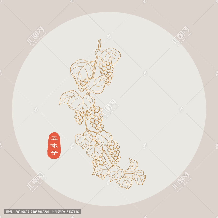 五味子線描