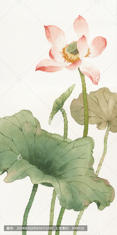 水彩荷花