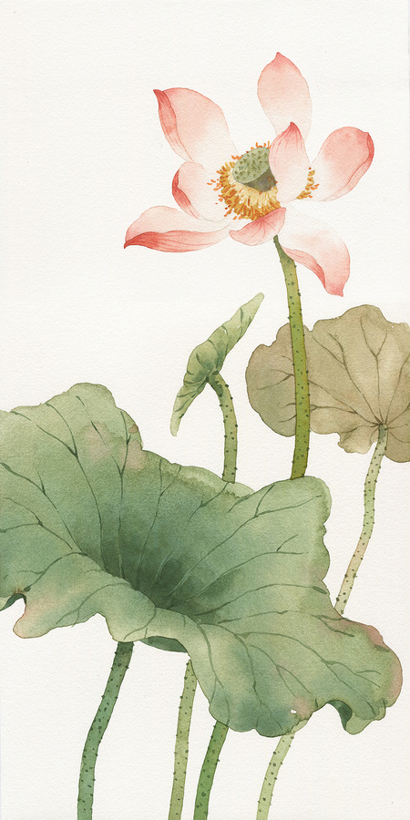 水彩荷花