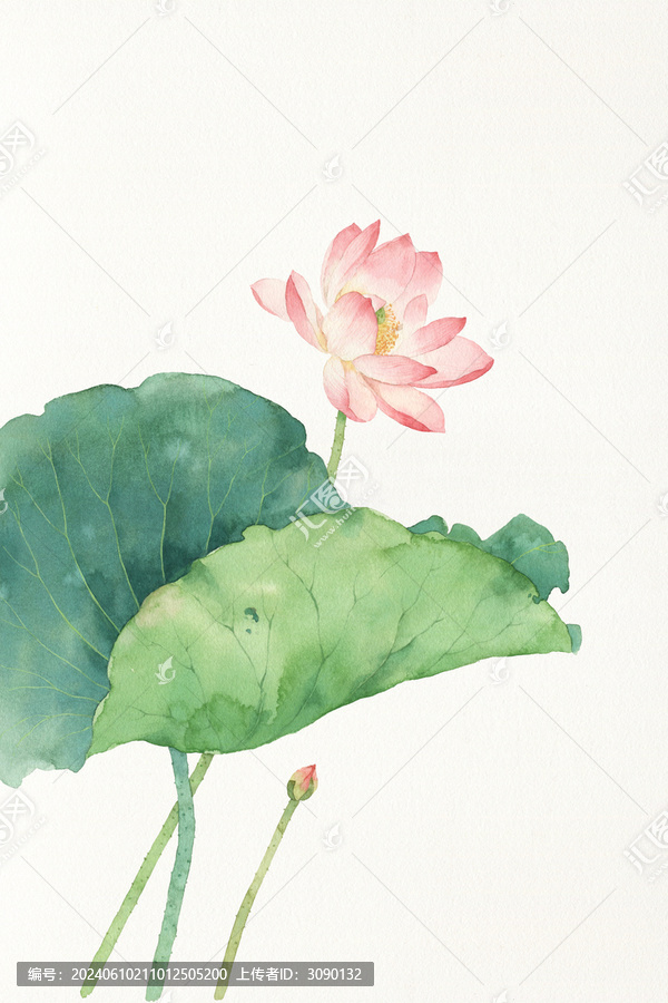 水彩畫荷花